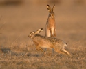 Brown Hare