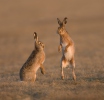 Brown Hare