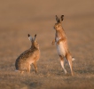 Brown Hare