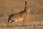 Brown Hare