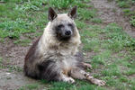 Brown Hyena