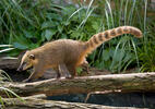 Brown-nosed Coati, South American Coati