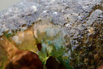 Bryozoaires d’eau douce