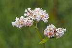 Buckwheat