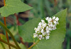 Buckwheat