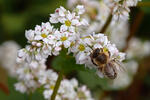 Buckwheat