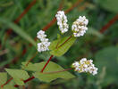 Buckwheat