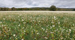 Buckwheat