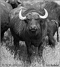 Buffalo