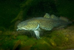 Burbot