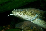 Burbot