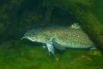 Burbot