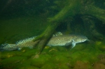 Burbot