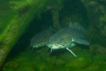 Burbot