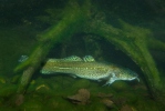 Burbot