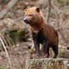 Bush Dog