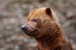 Bush Dog