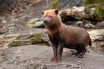 Bush Dog