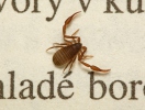 Bọ cạp giả