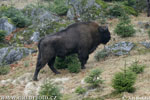 Bò bizon châu Âu