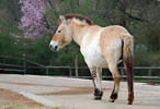 Caballo de Przewalski