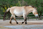 Caballo de Przewalski