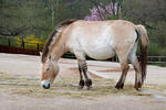 Caballo de Przewalski