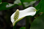 Calla