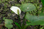 Calla palustris