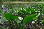 Calla palustris