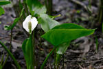 Calla palustris