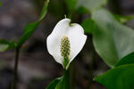 Calla palustris
