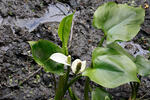 Calla palustris