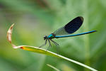 Calopteryx splendens