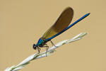 Calopteryx xanthostoma