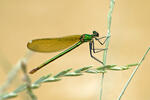 Calopteryx xanthostoma