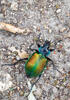 Calosoma sycophanta