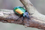 Calosoma sycophanta