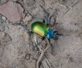 Calosoma sycophanta