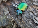 Calosoma sycophanta