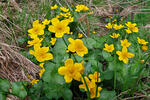 Caltha palustris