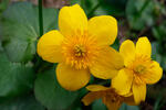 Caltha palustris