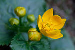 Caltha palustris