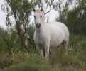 Camargue hest