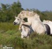 Camargue Horses