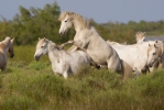 Camargue Horses