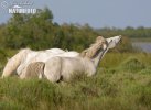 Camargue Horses