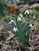 Campanilla de invierno