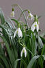 Campanilla de invierno