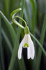 Campanilla de invierno